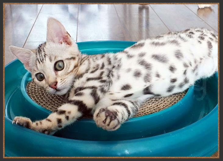 F3 Bengal cat Sittingpretty Thunderbolt playing with a Bergan Turbo Scratcher toy