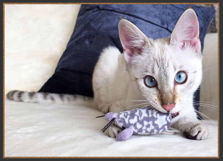 Sittingpretty Lila Paws playing with a toy mouse