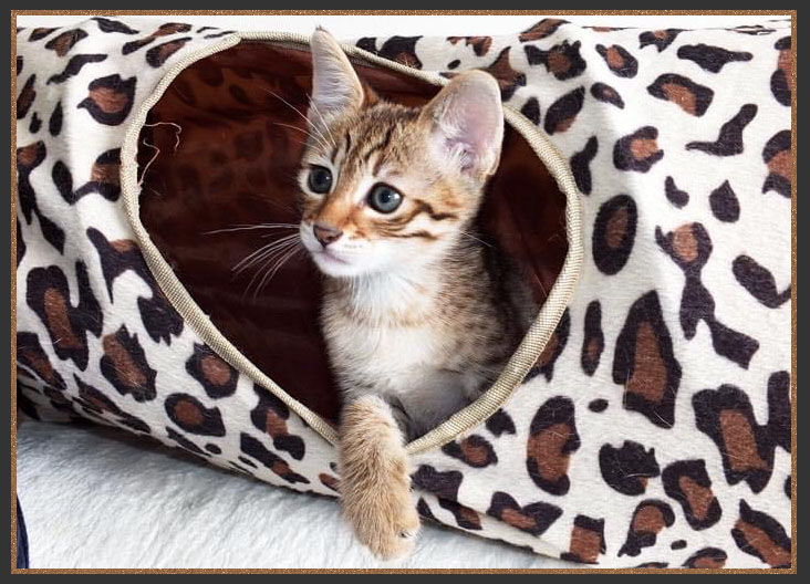 A Sittingpretty Savannah kitten playing in the PAWS Road tunnel