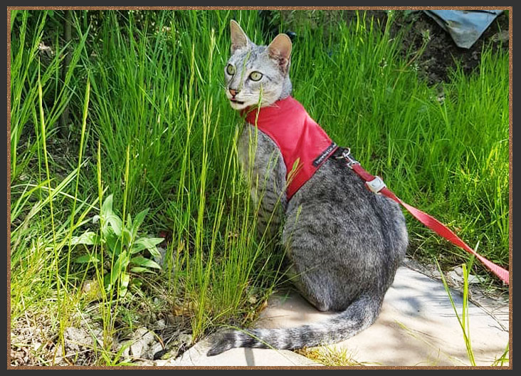 Sittingpretty Bailey going for a walk on a lead and harness