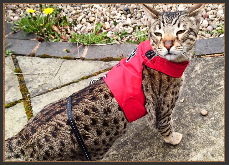 Sittingpretty Big Bear going for a walk on a lead and harness