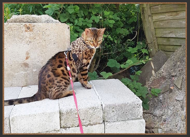 Sittingpretty Cuckoo going for a walk on a lead and harness