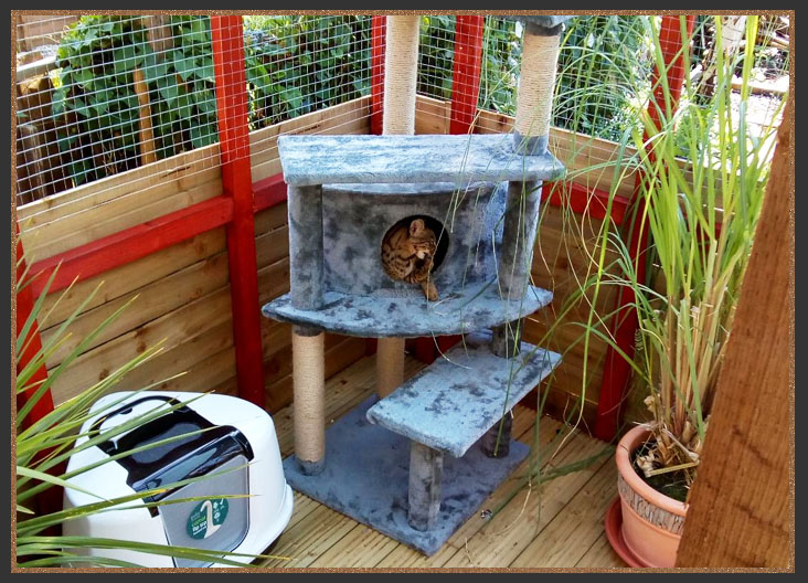 Cat enclosure/Catio