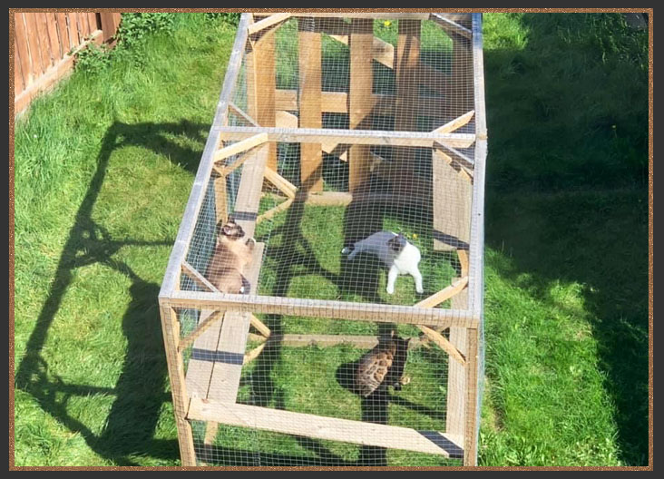 Cat enclosure/Catio