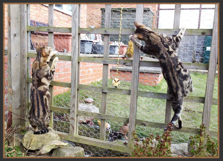 Cat enclosure/Catio