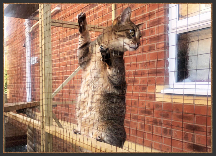 Cat enclosure/Catio