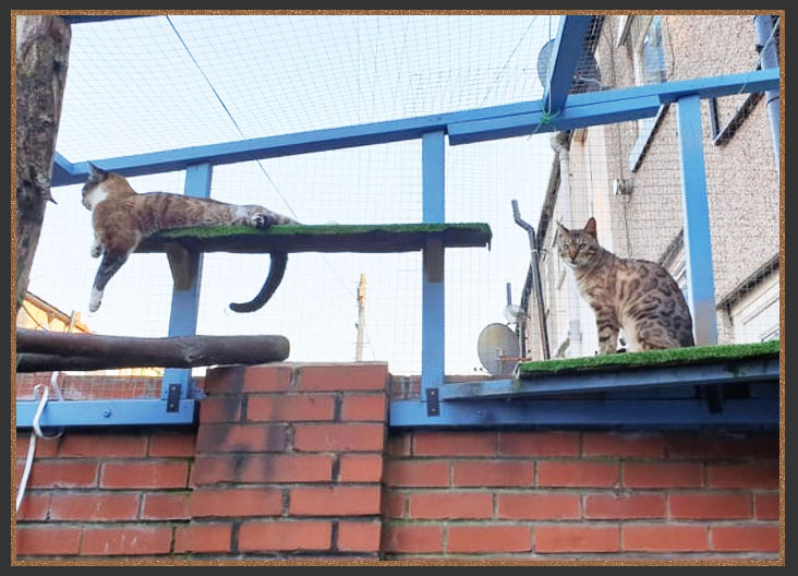 Cat enclosure/Catio