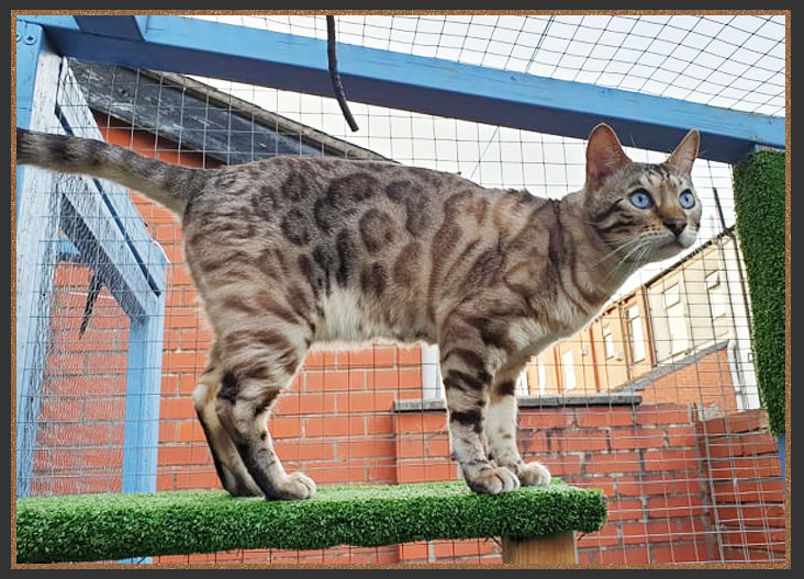 Cat enclosure/Catio