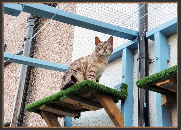 Cat enclosure/Catio