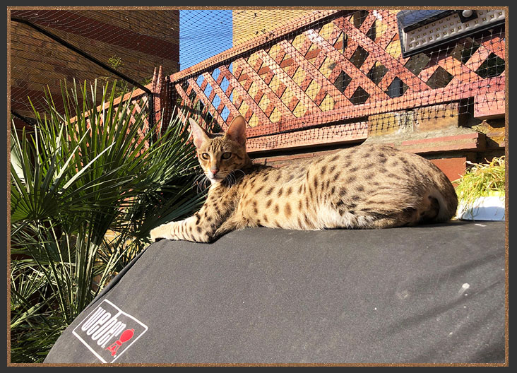 Sittingpretty Swiper enjoying the outside safely in a cat proof fenced garden