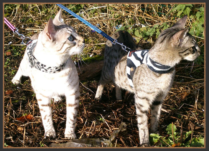 Sittingpretty kittens going for a walk on a lead and harness