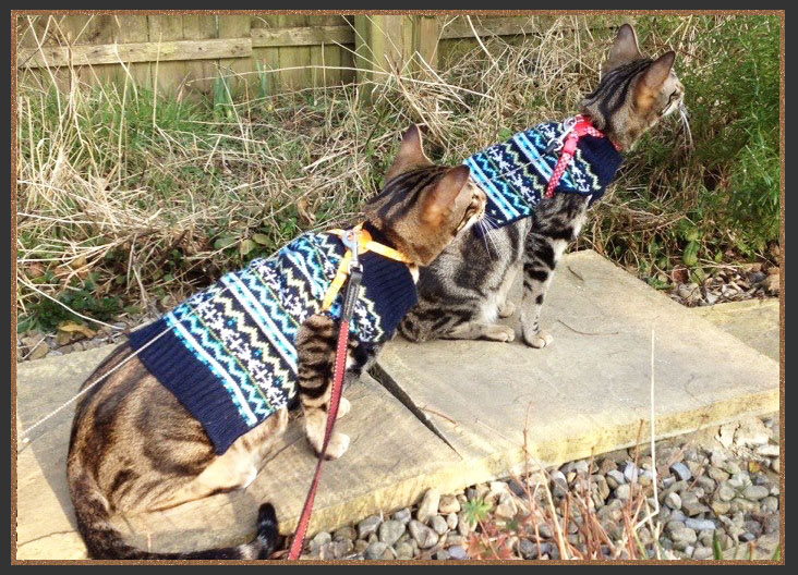 Sittingpretty My Fair Lady going for a walk on a lead and harness