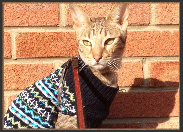 Sittingpretty My Fair Lady going for a walk on a lead and harness