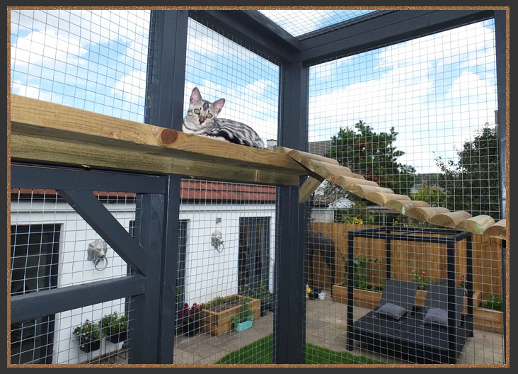 My catio