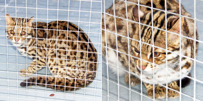 The Asian Leopard Cat