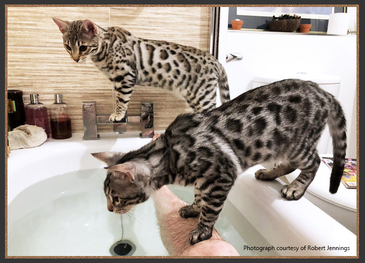 Sittingpretty Saint and Sittingpretty Angelo in the bath