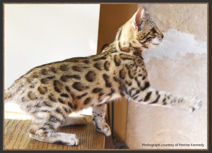 The Bengal Cat