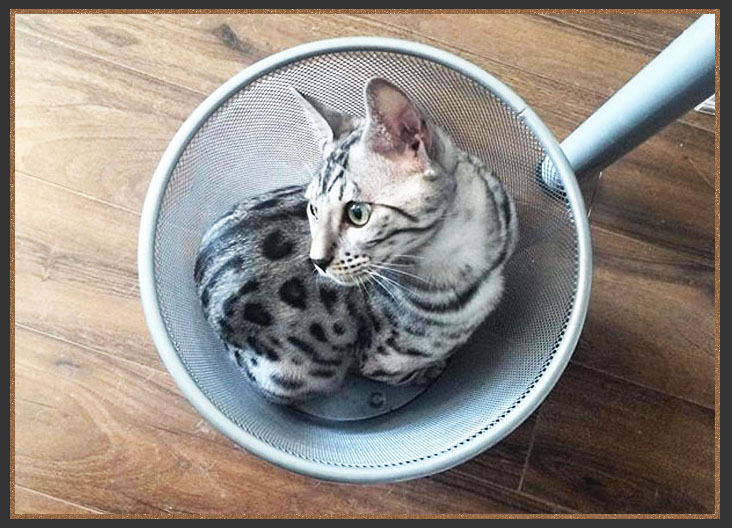 Bengal cat sat inthe bin