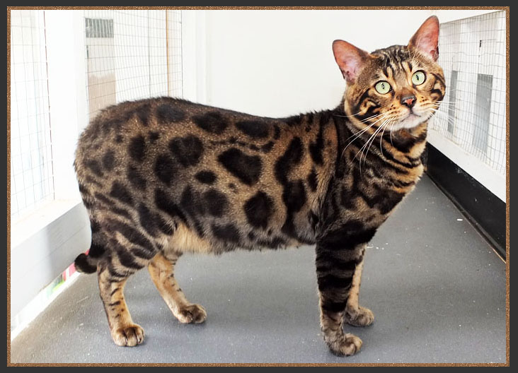 Cool Brown spotted Bengal cat 