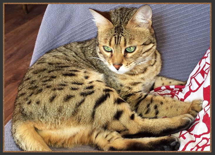 Golden Brown spotted Bengal cat