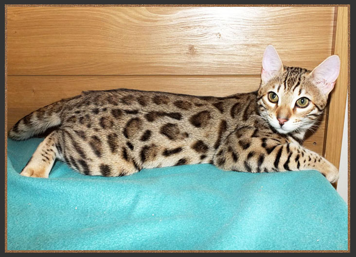 Tri coloured Bengal cat