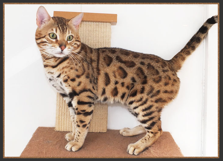 Sandy Brown spotted Bengal cat 