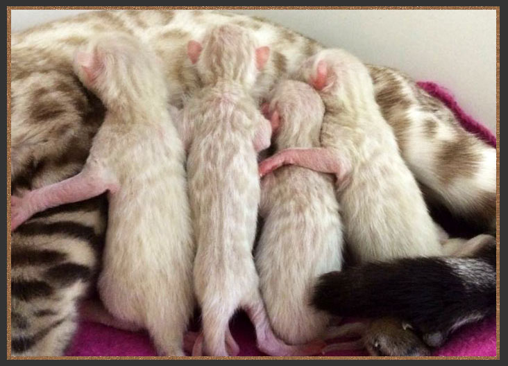 Seal Lynx Bengal kittens