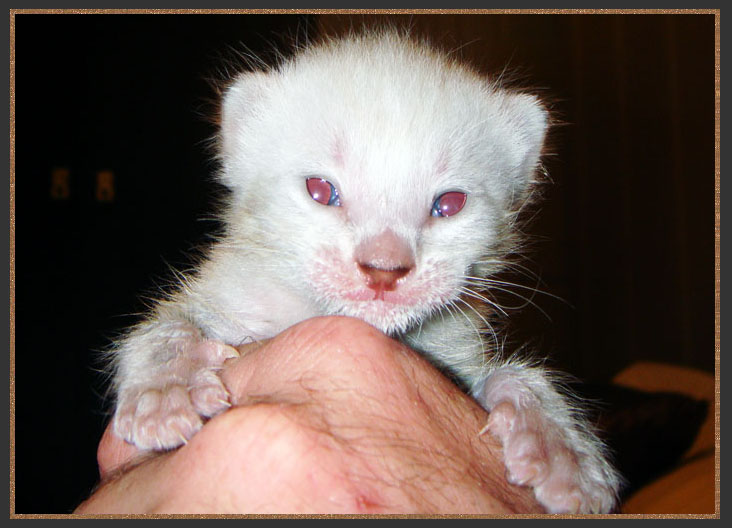 Seal Lynx Bengal kitten with red eyes