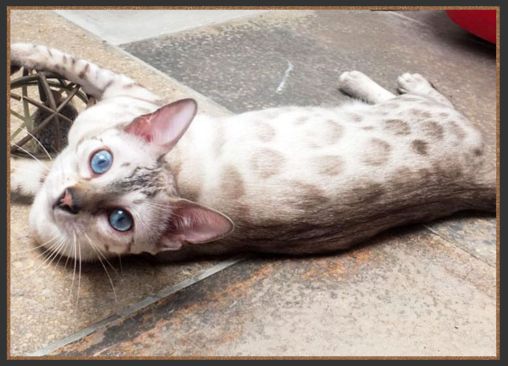 Seal Lynx spotted Bengal Cat