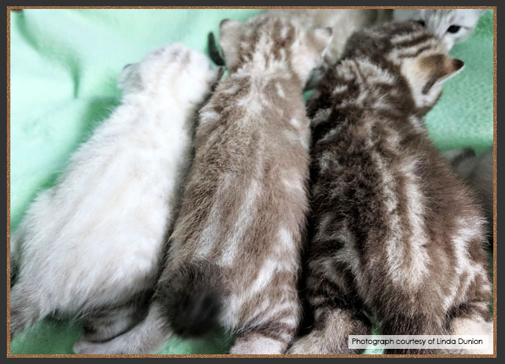 Litter of snow Bengals