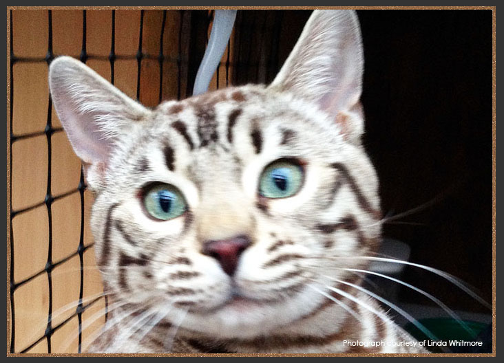 Seal Sepia Bengal cat with green eyes and brick red nose leather