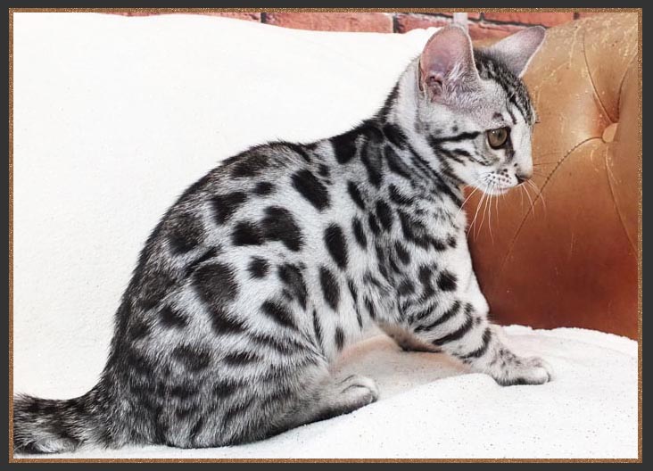 Silver Bengal cat with a white background anf two toned rosetted spots