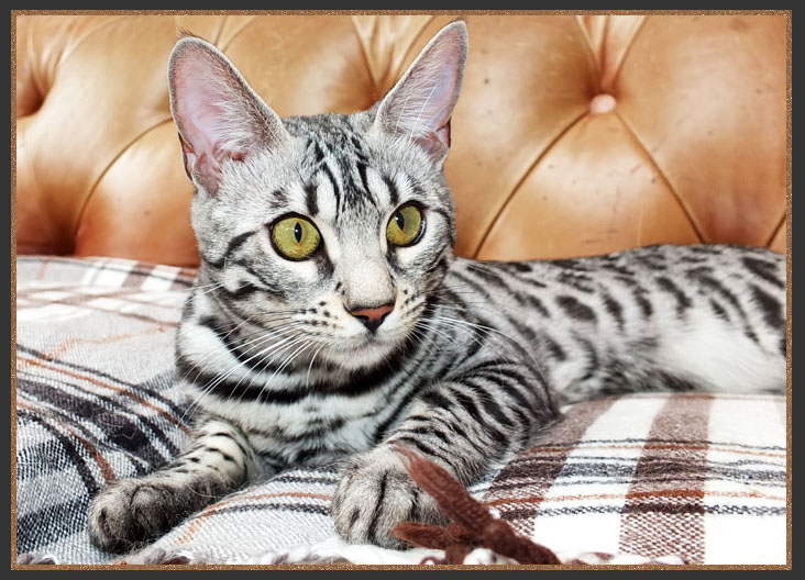 Silver Bengal cat with green eyes and brick red nose leather