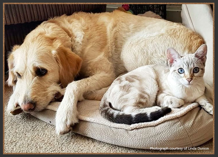 Bengal cat with a dog