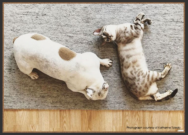 Bengal cat with a dog