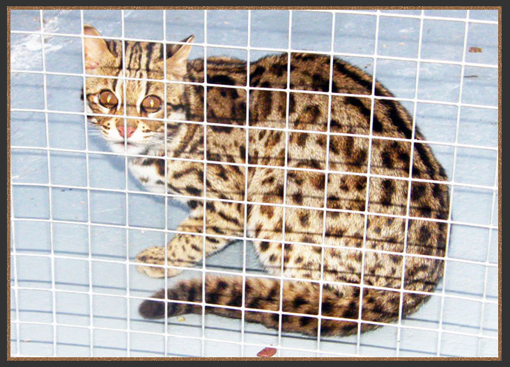 Asian Leopard Cat