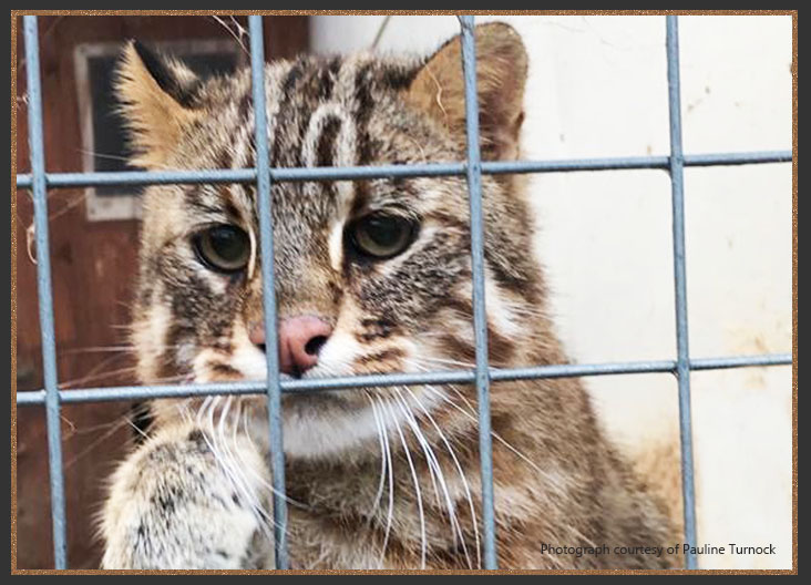 Asian Leopard Cat