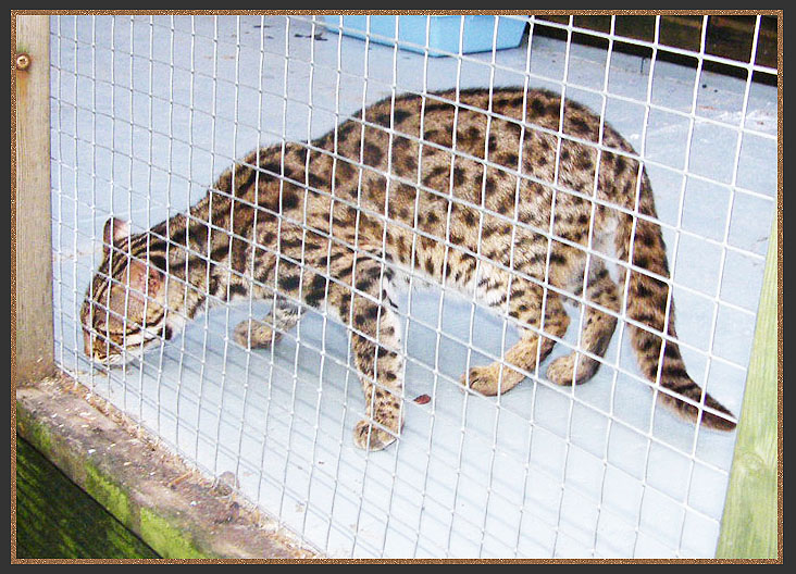 Asian Leopard Cat