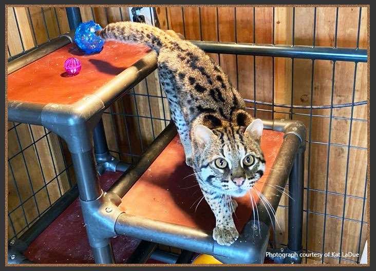 Asian Leopard cat