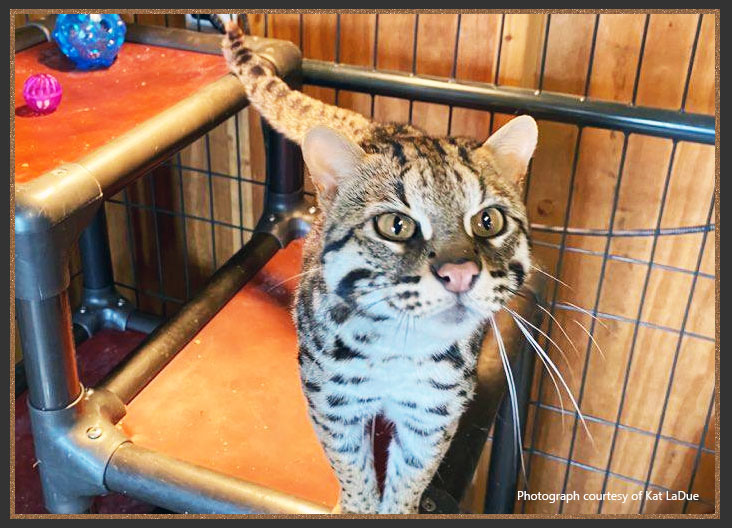 Asian Leopard cat