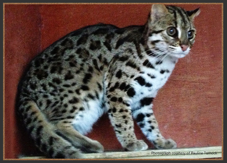 Asian Leopard Cat