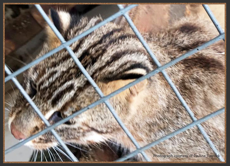 Asian Leopard cat