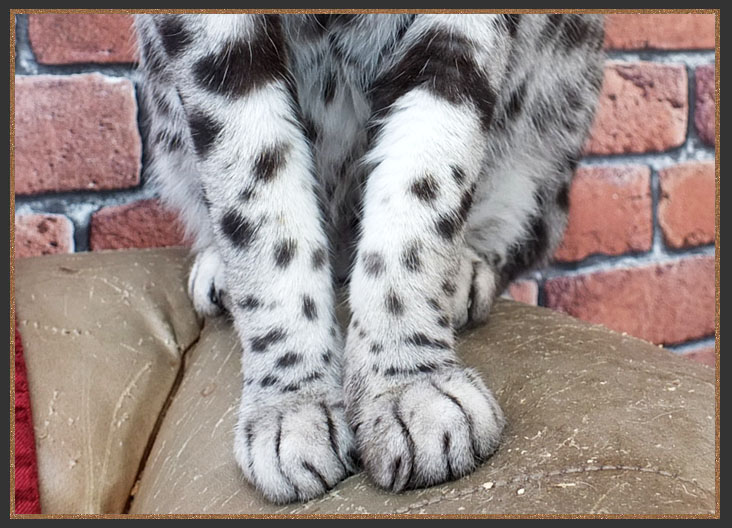 Bengal cat with spotted legs