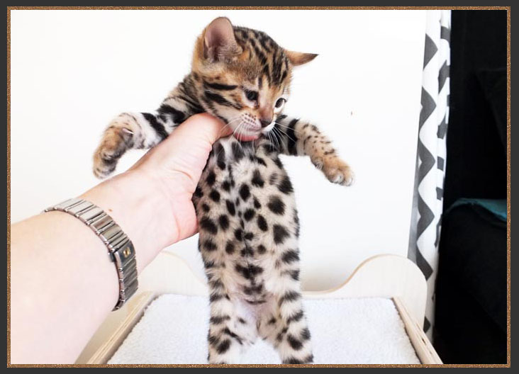 Bengal kitten with a spotted belly