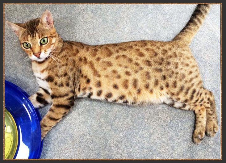 Bengal cat with paw print rosetted spots