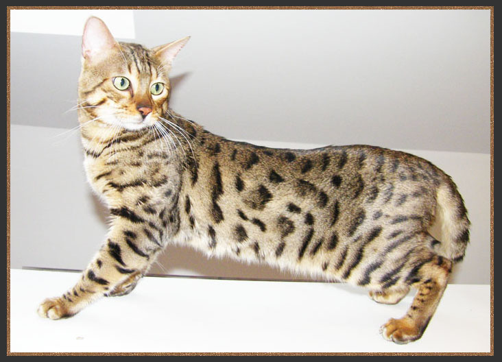 Bengal cat with arrowhead rosetted spots