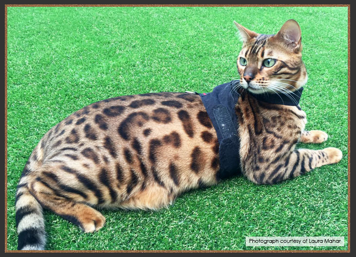 Brown Spotted Bengal cat