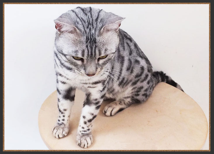 Bengal cat with spotted legs