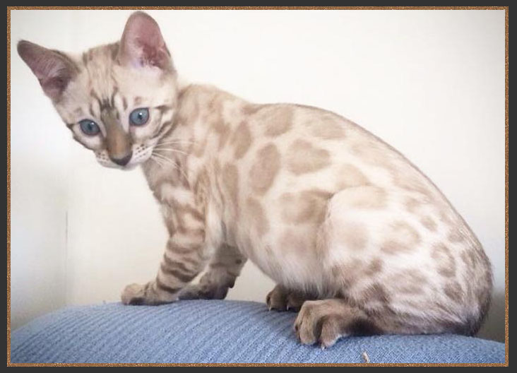 Bengal kitten with open pattern