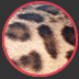 The spotted Bengal cat
